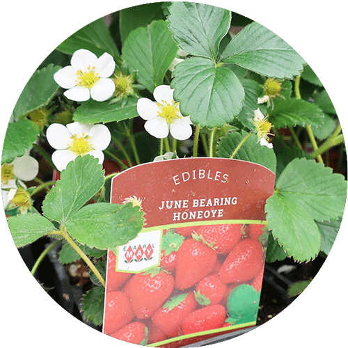 A six pack of Earl May June Bearing Strawberries with white flowers.